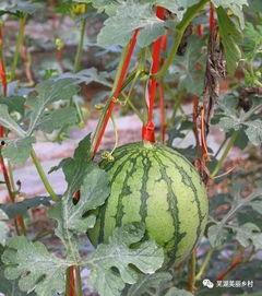 免费吃瓜福利网红,网红带你畅享网络盛宴！